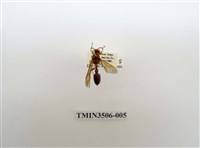 藏品(叉胸異腹胡蜂)的圖片